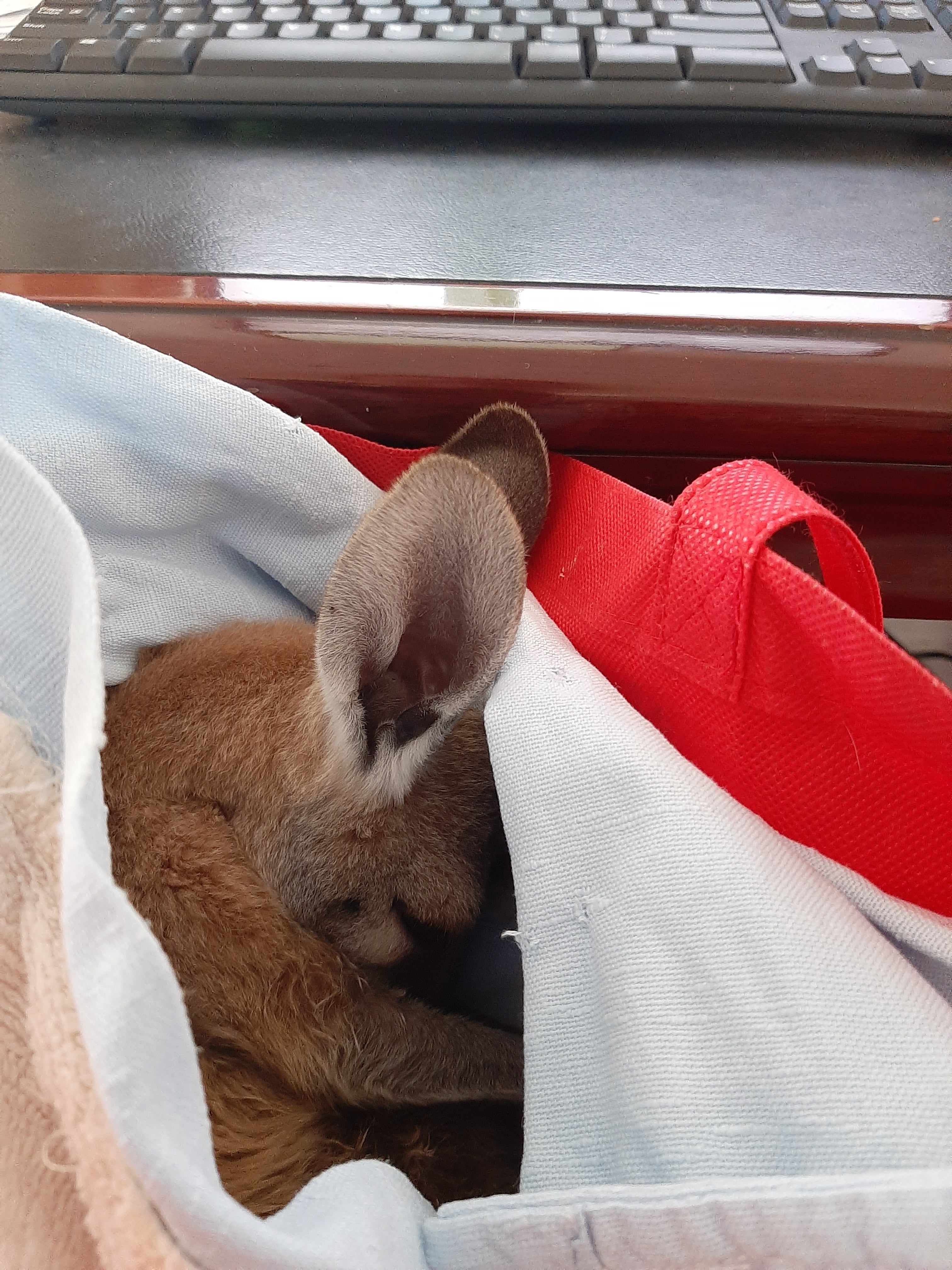Mizzie-Roo The Real-Life Kangaroo! An update on Little George & Mizzie-Roo's Adventures!