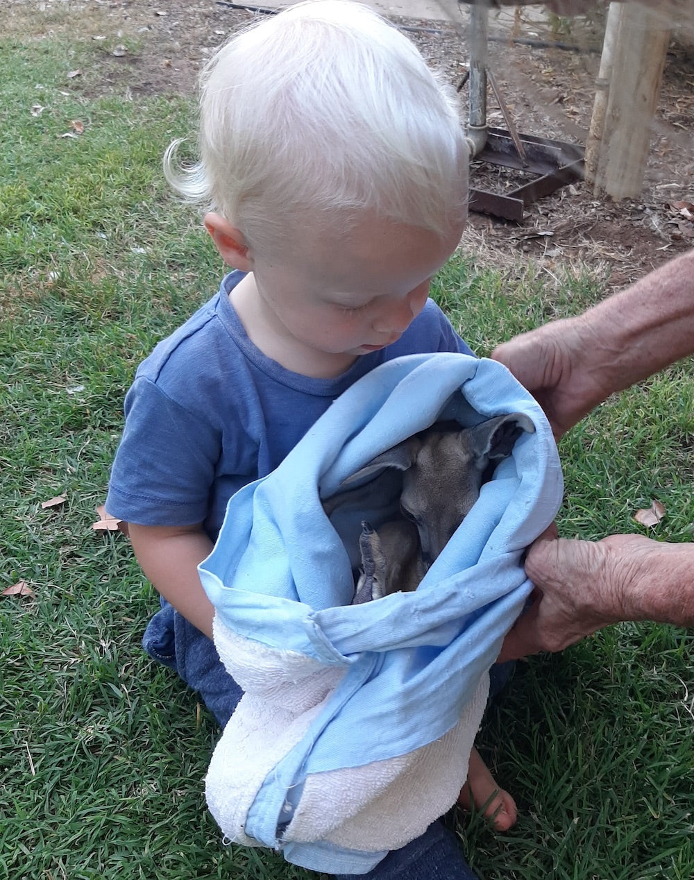 From the love of a Mizzie Teething Toy to rescuing a real-life roo. Meet Mizzie-Roo