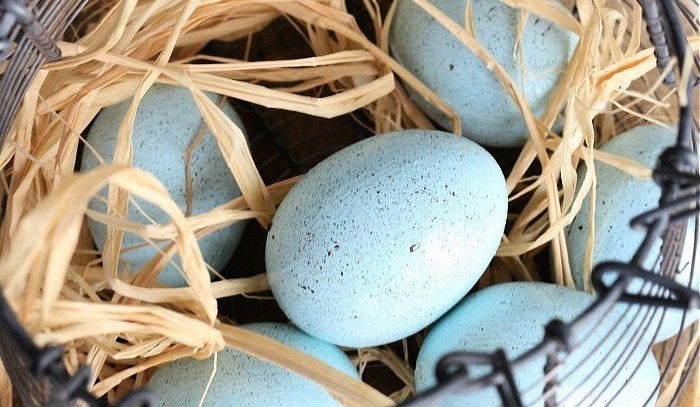 Create Your Easter Egg... then Race Them Too!