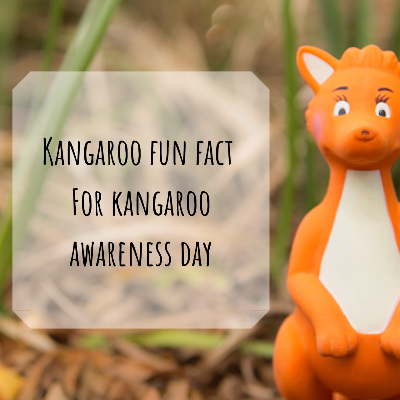 KANGAROO FUN FACT - Kangaroo Awareness Day